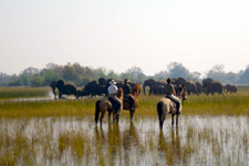 Botswana-Okavango Delta-Okavango Delta Macatoo Safari